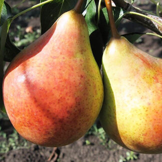 Бере Жиффар 3