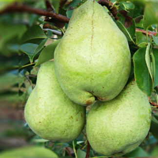 Груша Артёмовская Зимняя