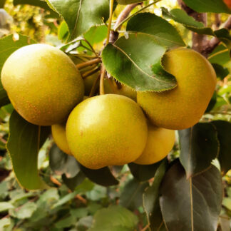 Груша Азиатская Чоюро 1