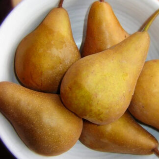 Груша Бере Боск 1