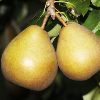 Груша Бере Гарди 2