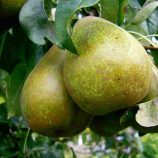 Груша Бере Киевская