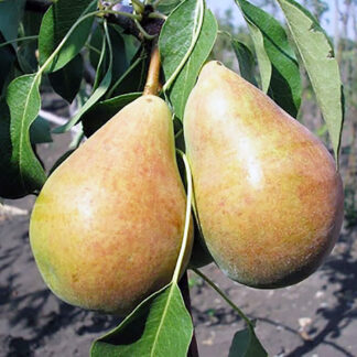 Груша Бере Лигеля 2