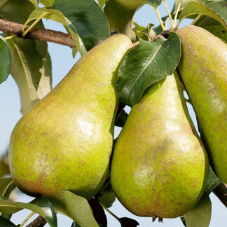 Груша Бере Люка3
