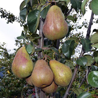 Груша Брянская Красавица 1