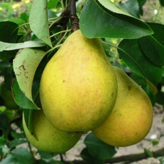 Груша Чижовская 1
