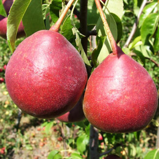 Груша Диколор 1