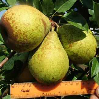 Груша Генерал Леклерк 1