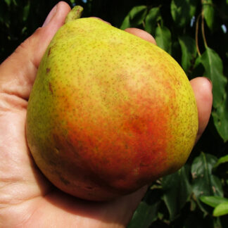 Груша Николай Крюгер 3