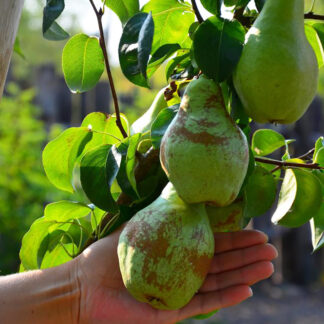 Груша Ноябрьская (Ксения)