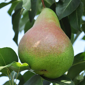 Груша Вильямс Зимний (Кюре) 2