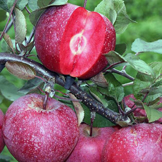 Яблоня Бая Мариса 1