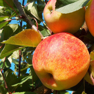 Яблоня Чемпион
