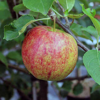 Яблоня Джонаголд