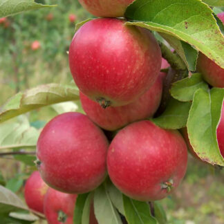 Яблоня Джонатан 3