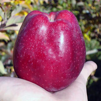 Яблоня Глостер