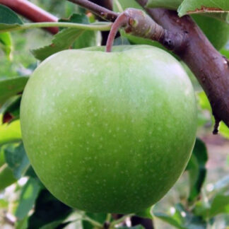 Яблоня Гренни Смит 3