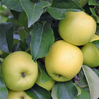 Яблоня Гринсливз