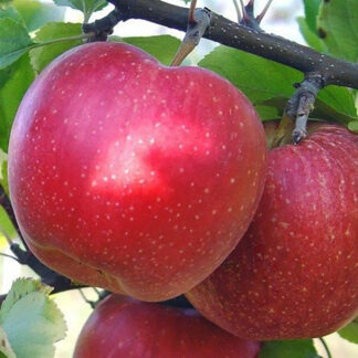 Яблоня Кинг Джонаголд 1