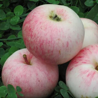 Яблоня Малиновка 1