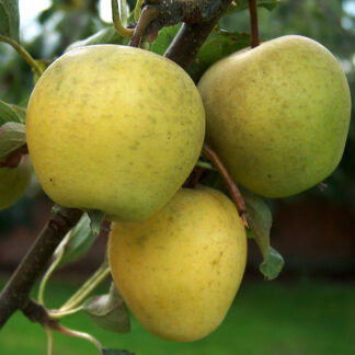 Яблоня Питмастон 2