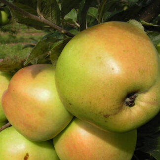 Яблоня Путивка 2