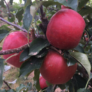 Яблоня Розелла