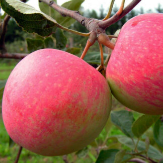 Яблоня Слава Победителям