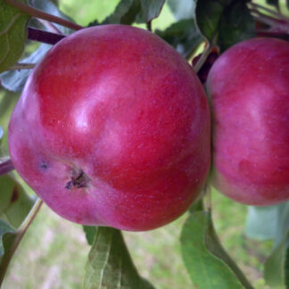 Яблоня Талисман