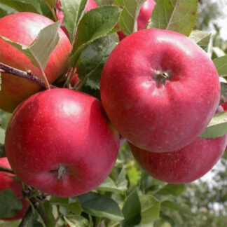 Яблоня Топаз
