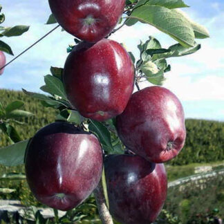 Яблоня Жеромин 1