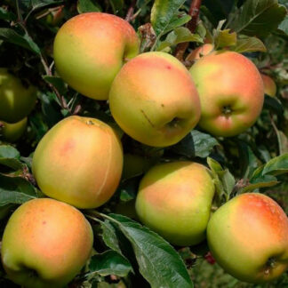 Яблоня Золото Скифов