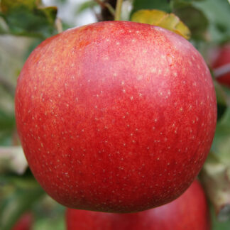 Яблоня Джонаголд Декоста 3