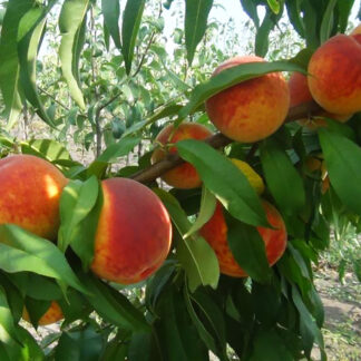 Персик Августовский3