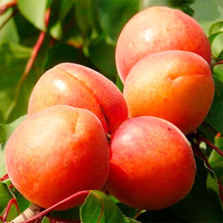 Абрикос Адриана 3