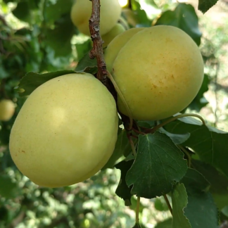 Абрикос Ананасный