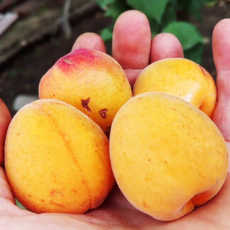 Абрикос Фаркло 2