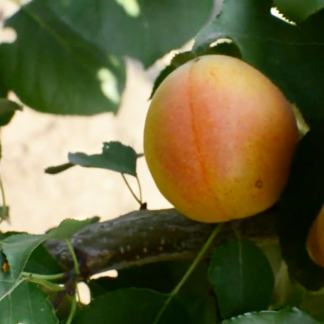 Абрикос Фарлис 2