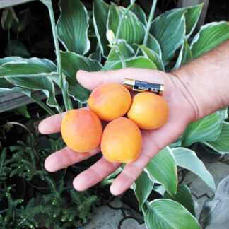 Абрикос Голдрич 3