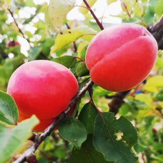 Абрикос Приция 3