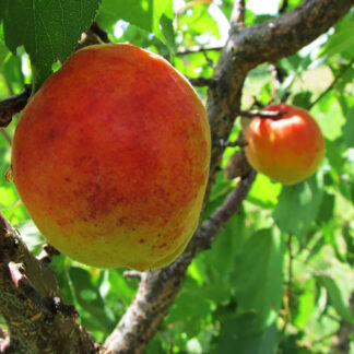 Абрикос Ветеран Севастополя 2