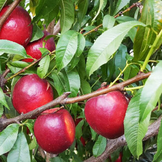 Нектарин Биг Топ 1