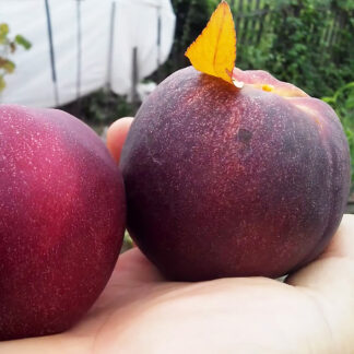 Нектарин Геа