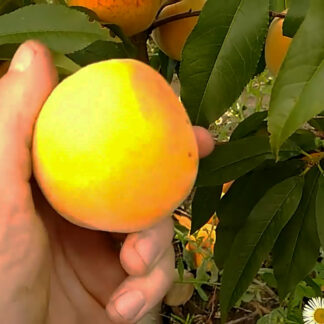 Персик Адриатика 3