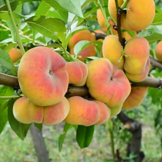 Персик Бельмондо (инжирный)