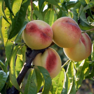 Персик Белый Лебедь