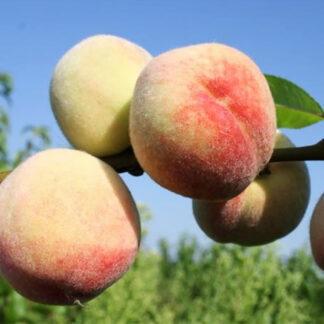 Персик Донецкий Белый