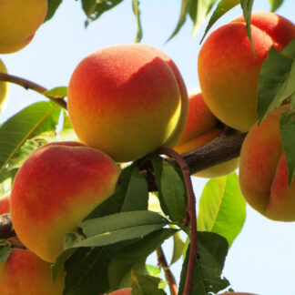 Персик Донецкий жёлтый 2