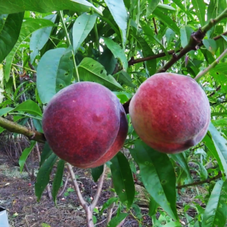 Персик Казахстанский ранний