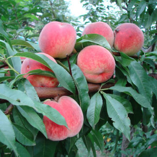 Персик Киевский Ранний 2